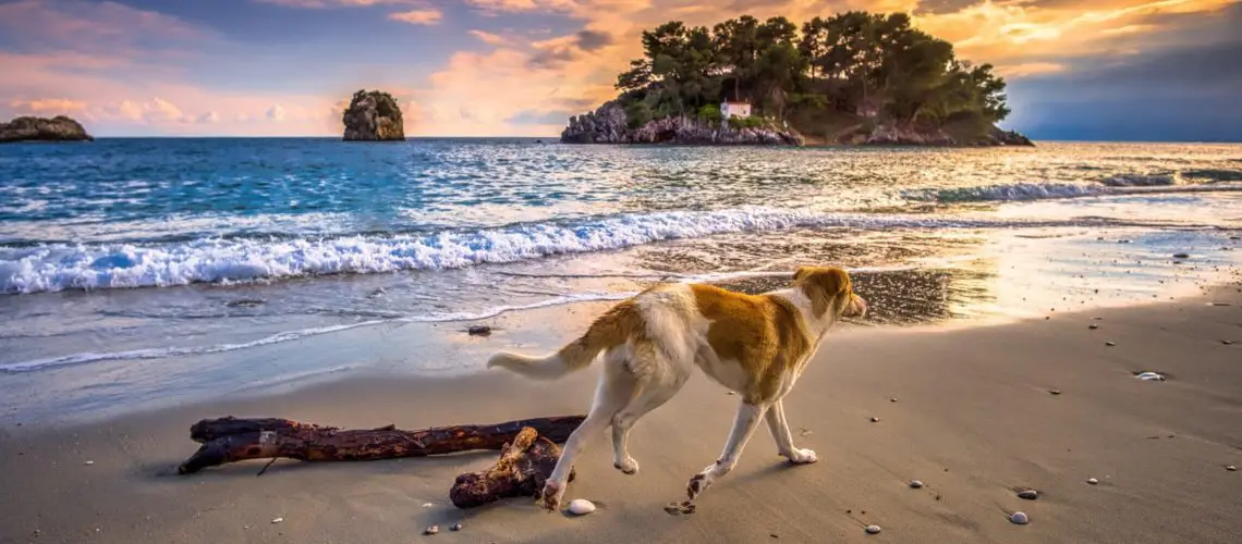 Hund på strand i Grækenland